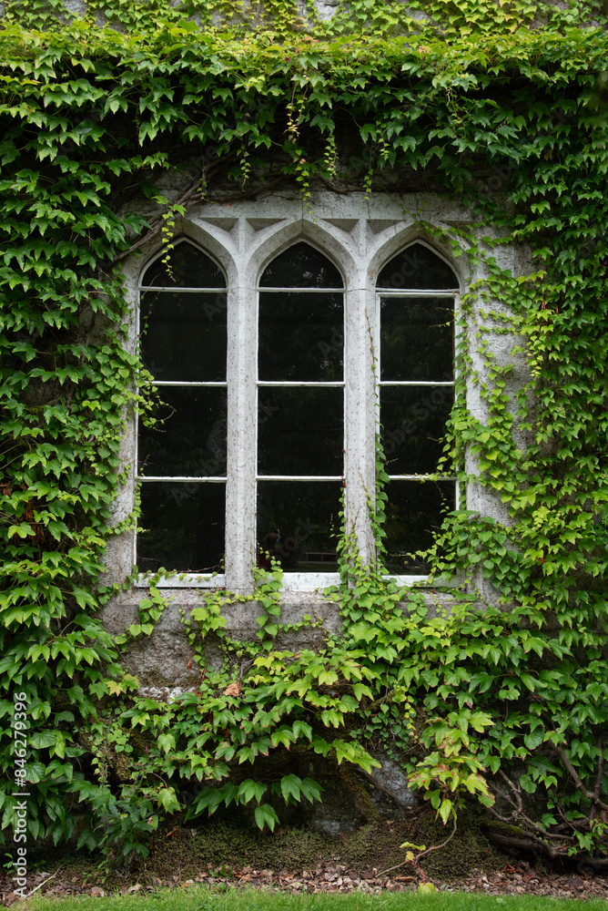 Facade of a building with wall covered with green foliage and traditional closed window Facade of a building with wall covered with green foliage and traditional closed window