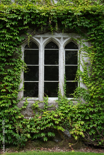 Facade of a building with wall covered with green foliage and traditional closed window