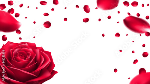 Valentine day background with red rose petals. Vector illustration. Celebration banner design with rose flying confetti, love day Singapore, summer valentine brazil, Mesh Gradient was used