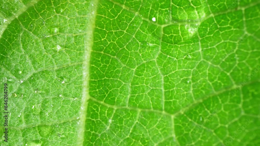 A mesmerizing close-up captures the intricate web of veins on a vibrant green leaf. Soft light enhances its delicate textures, while dewdrops evoke a fresh, natural allure. Nature background.
A mesmerizing close-up captures the intricate web of veins on a vibrant green leaf. Soft light enhances its delicate textures, while dewdrops evoke a fresh, natural allure. Nature background.