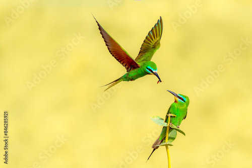 blue cheeked bee eater feeding in the air , The blue-cheeked bee-eater is a near passerine bird in the bee-eater family, Meropidae photo