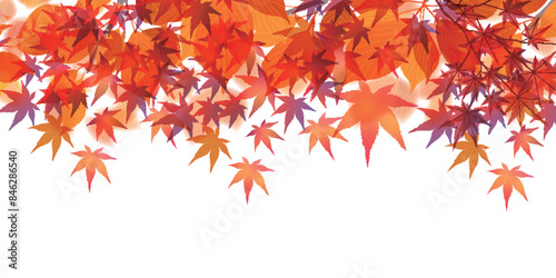 紅葉　葉　秋　背景	