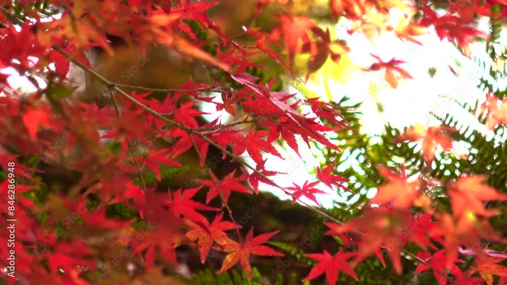 秋風に揺れる紅葉した楓のクローズアップ 4K 秋風に揺れる紅葉した楓のクローズアップ 4K