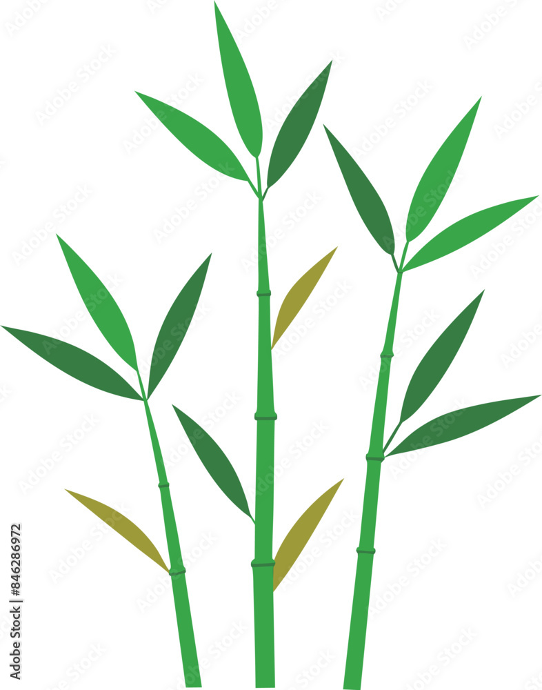 Obraz premium Green Thin Bamboo Stems with Leaves Illustration