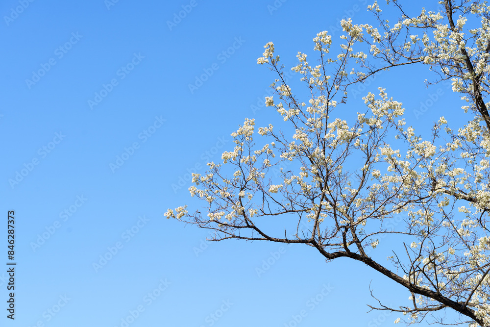 Sophora japonica in Northeast China in May Sophora japonica in Northeast China in May