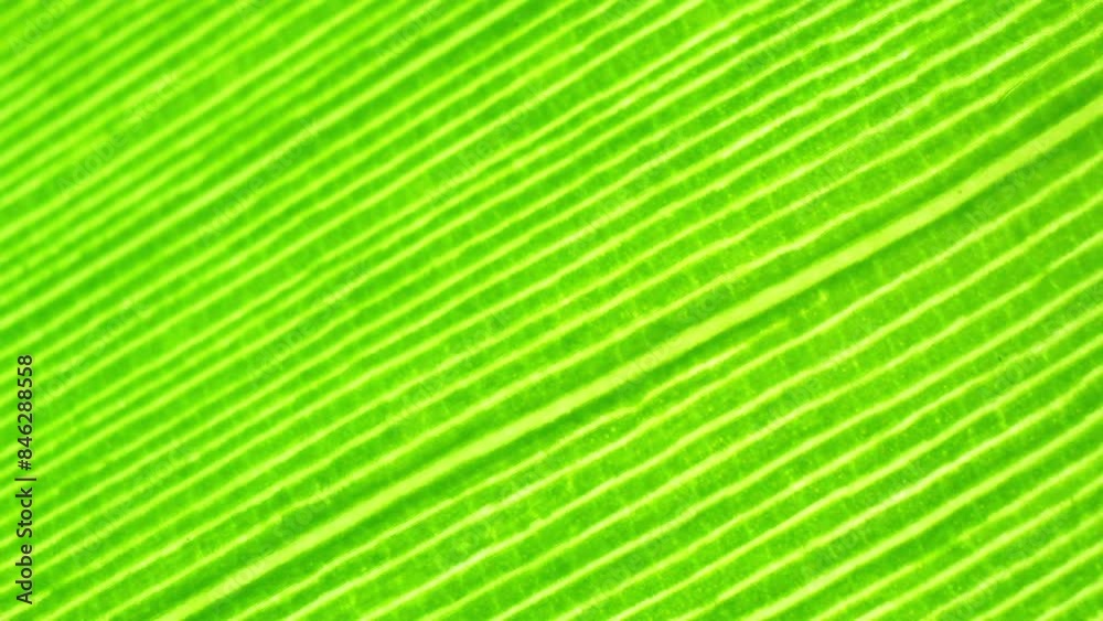 A close-up reveals the banana leaf's lush green hue and intricate veining, a testament to nature's artistry. Its texture, smooth yet detailed, captivates with every delicate line. Nature background.
A close-up reveals the banana leaf's lush green hue and intricate veining, a testament to nature's artistry. Its texture, smooth yet detailed, captivates with every delicate line. Nature background.