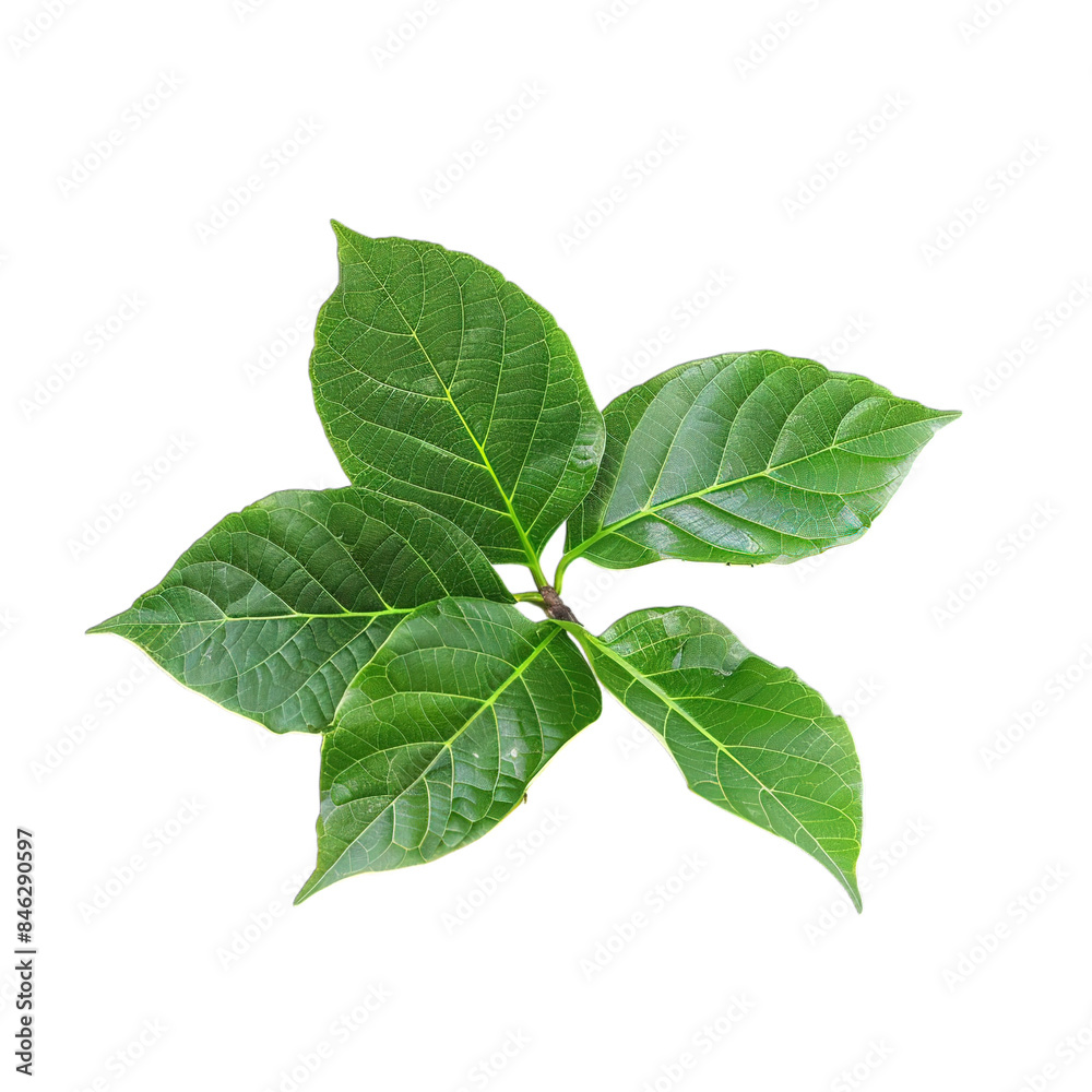 Fototapeta premium green leaf isolated on white