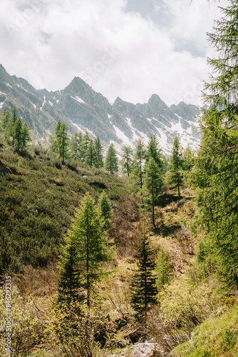 beautiful forest scene in the italitan alps with mountain background photo