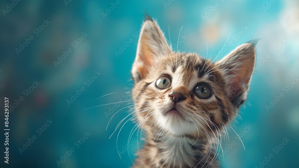 Curious kitten looking up with blue background Curious kitten looking up with blue background