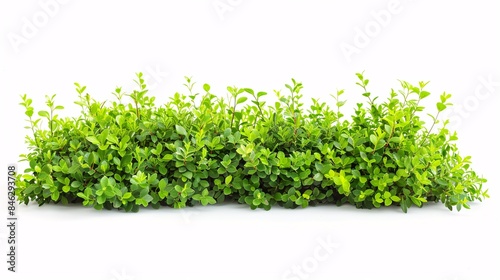 Tall verdant shrub on white backdrop.