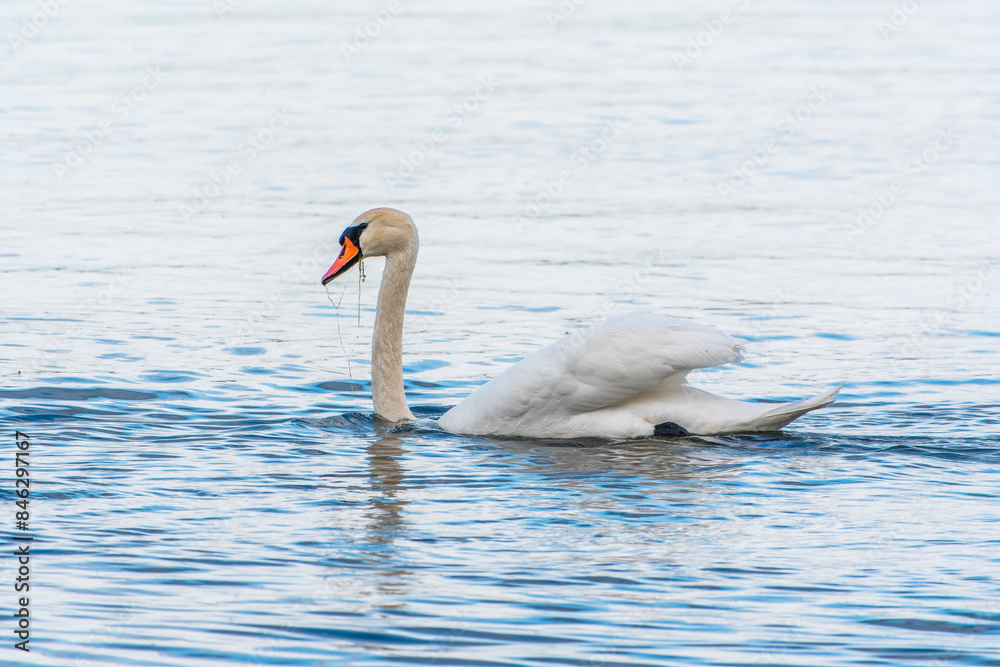 Obraz premium Graceful white Swan swimming in the lake, swans in the wild. Portrait of a white swan swimming on a lake.
