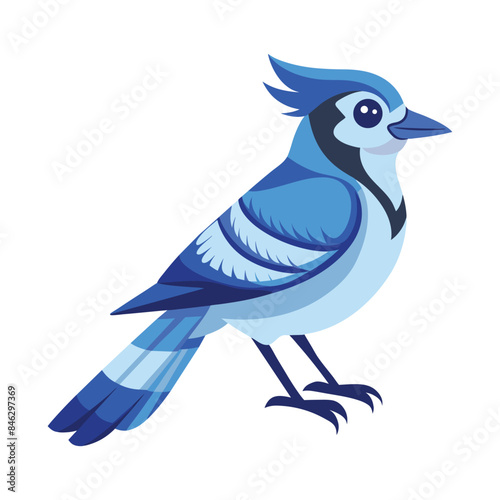 blue jay bird  on a white background