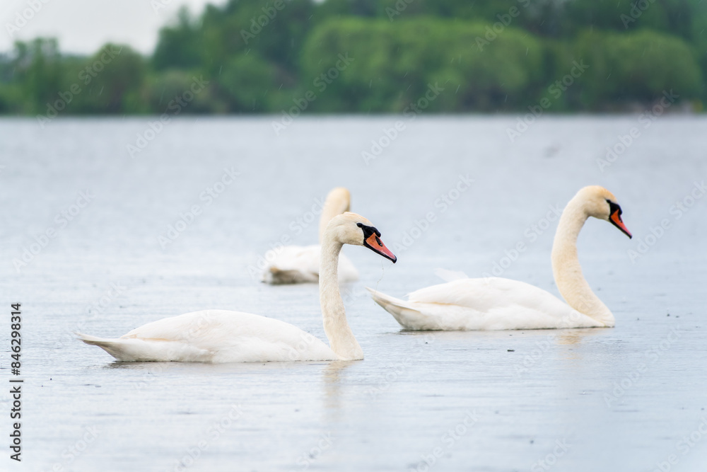 Three graceful white swans swims in the lake, swans in the wild. Three graceful white swans swims in the lake, swans in the wild.