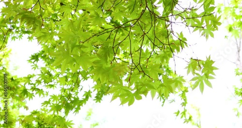 The leaves sway in the wind.