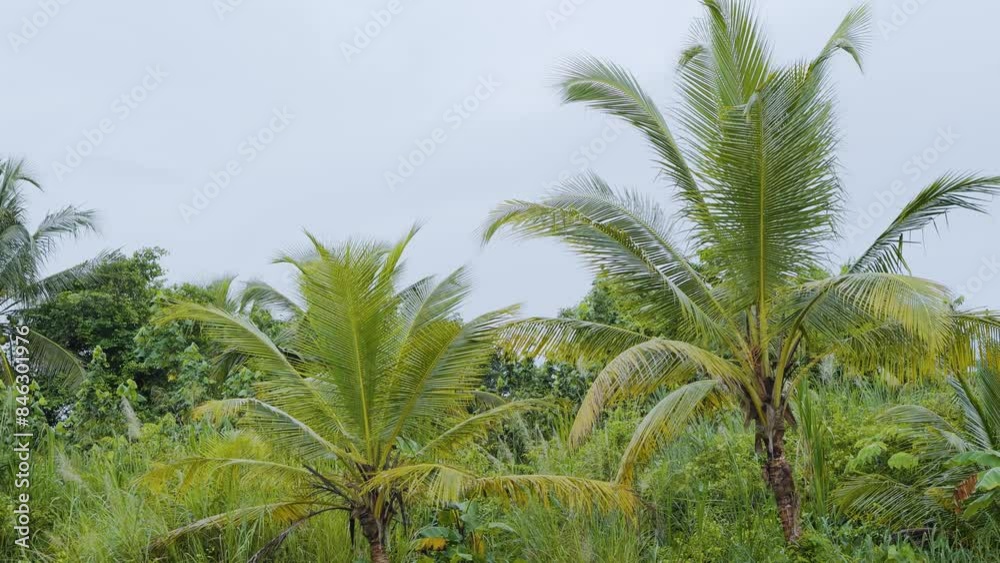 Paisaje hermoso de montañas y palmeras a lado de río 