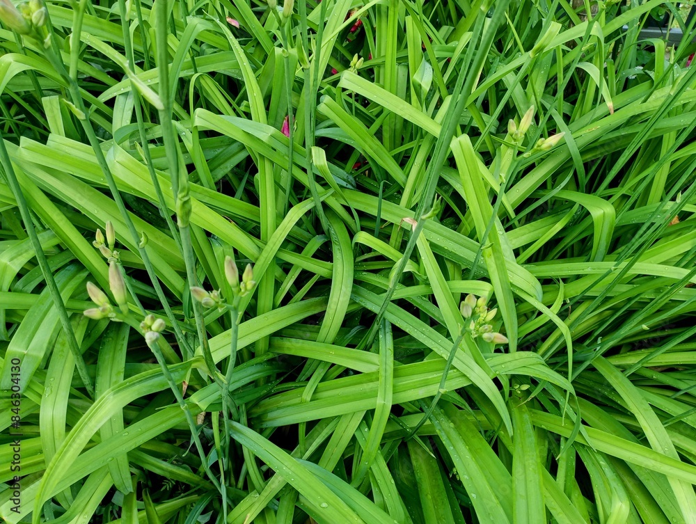 Texture of lily bushes. Unbloomed lily buds and green long thin leaves of the bush create a beautiful plant background. Texture of lily bushes. Unbloomed lily buds and green long thin leaves of the bush create a beautiful plant background.
