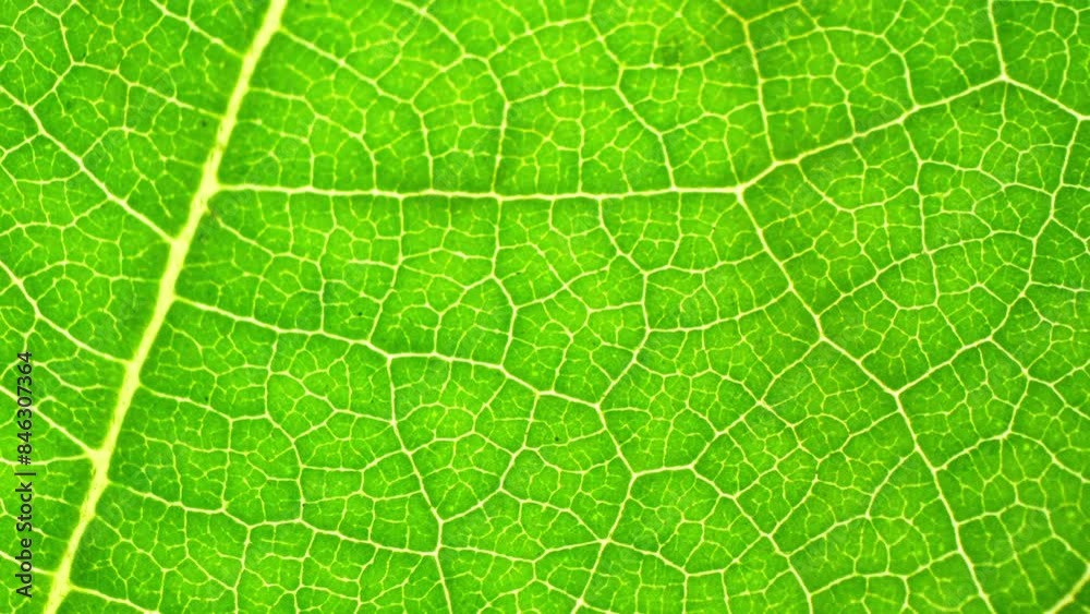 Up close, a green leaf unveils its mesmerizing complexity, with veins weaving an intricate tapestry against a vibrant backdrop, epitomizing nature's exquisite detail. Green background.
