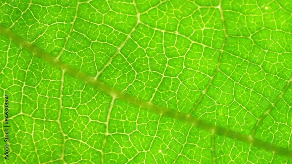 Zoom in on a green leaf, the eye is captivated by its intricate veins, intricately woven like a delicate web, showcasing the leaf's natural beauty and complexity. Nature background.
Zoom in on a green leaf, the eye is captivated by its intricate veins, intricately woven like a delicate web, showcasing the leaf's natural beauty and complexity. Nature background.