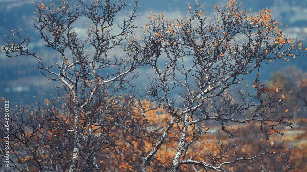 Last brightly-colored leaves cling to the dark twisted branches of the birches in autumn tundra. Parallax shot, bokeh background.