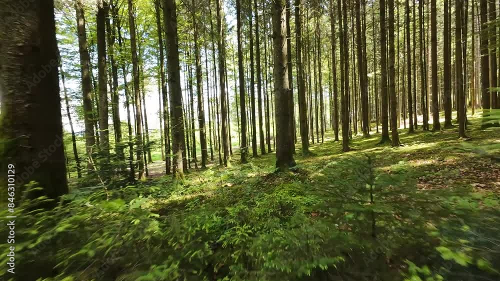 Part 2: Immerse yourself in a summer forest's serene beauty. Soaring through treetops. Perfect for nature documentaries, travel vlogs, or promotional films. High-quality footage at 4K 60FPS 96Mbits. Part 2: Immerse yourself in a summer forest's serene beauty. Soaring through treetops. Perfect for nature documentaries, travel vlogs, or promotional films. High-quality footage at 4K 60FPS 96Mbits.