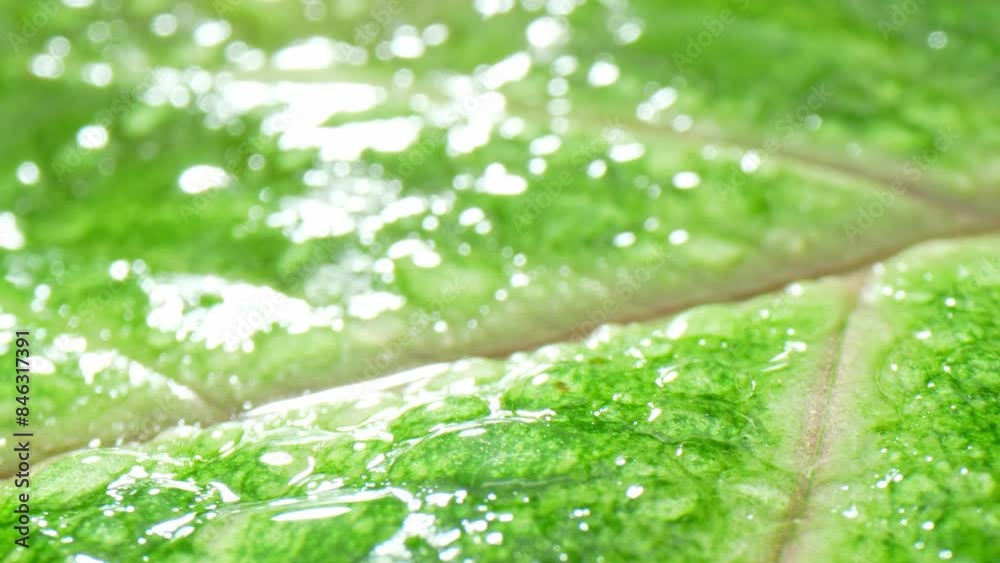 Witness the mesmerizing allure of a Caladium leaf up close: vibrant green hues intertwine with delicate veins under glistening droplets, unveiling nature's intricate artwork. Green leaf background.
Witness the mesmerizing allure of a Caladium leaf up close: vibrant green hues intertwine with delicate veins under glistening droplets, unveiling nature's intricate artwork. Green leaf background.