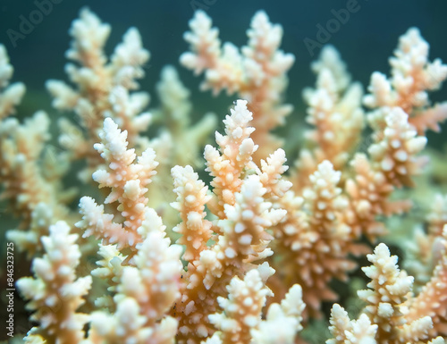 Close-up of bleached coral in the ocean, highlighting the fragility of marine ecosystems. Ideal for conservation projects, educational content, and marine biology research.