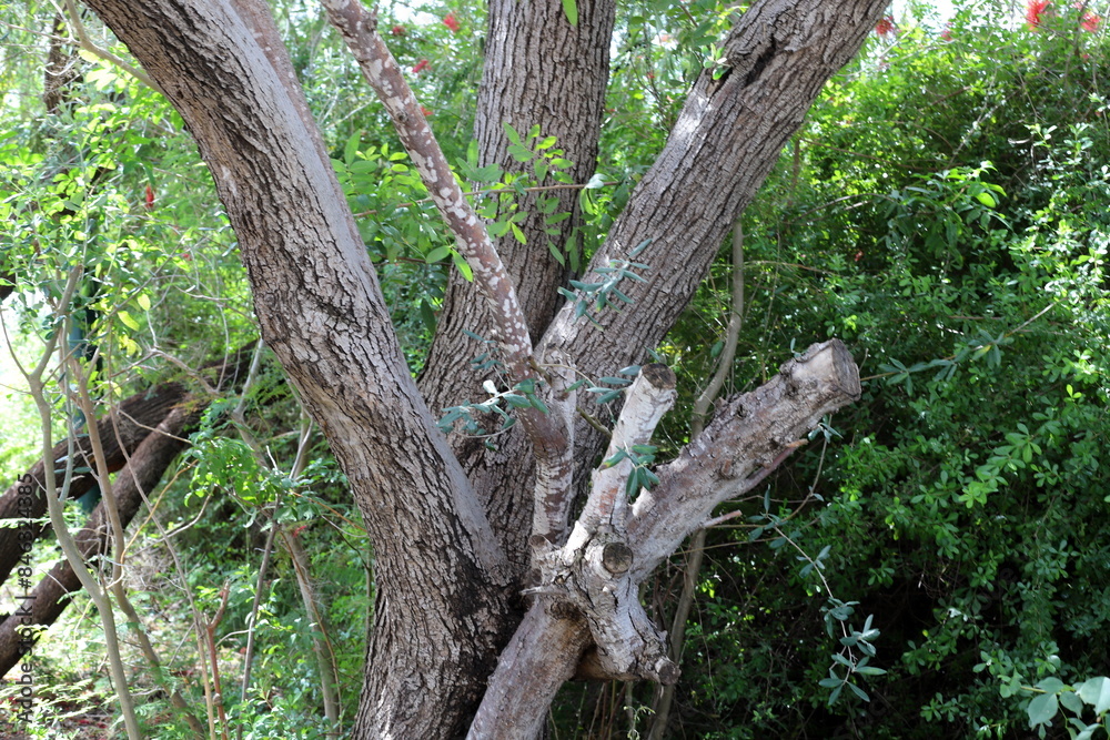 Part of a tall tree trunk close up. Part of a tall tree trunk close up.
