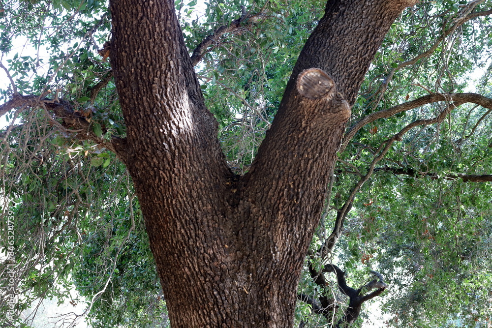 Part of a tall tree trunk close up. Part of a tall tree trunk close up.