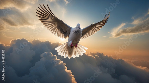 flying dove in the wild nature, wildlife photography photo
