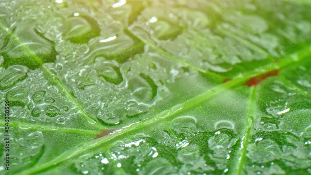 In the close-up, water droplets delicately cling to the okra leaf, accentuating its intricate network of veins, unveiling a breathtaking mosaic of nature's craftsmanship. Green background.
In the close-up, water droplets delicately cling to the okra leaf, accentuating its intricate network of veins, unveiling a breathtaking mosaic of nature's craftsmanship. Green background.
