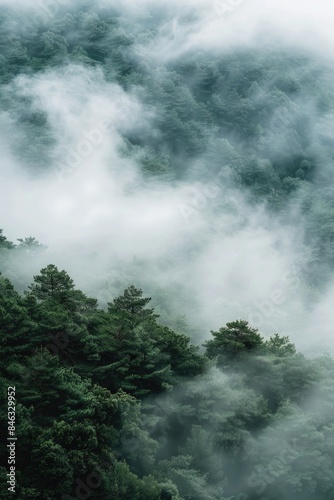 A misty forest with trees and clouds in the sky