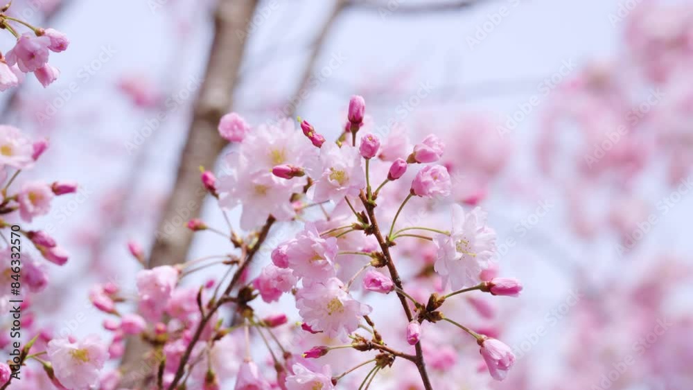 大阪造幣局の桜
