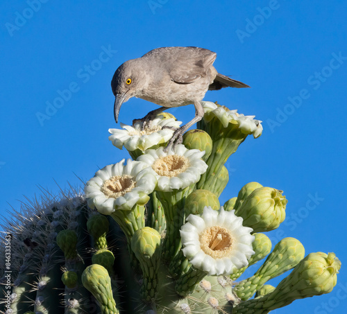 A Bendire's Thrasher feeding on a blossoming cactus in Chandler, AZ