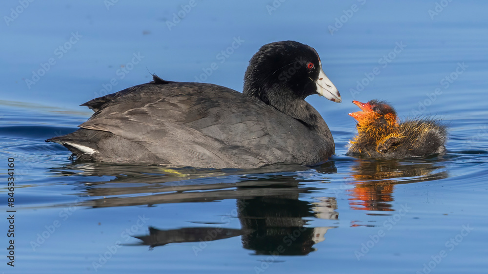 A mother Coot with her young on the calm waters of a lake A mother Coot with her young on the calm waters of a lake