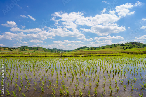 Rice in Northeast China in June
