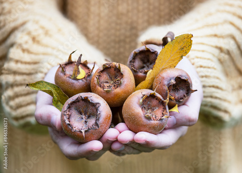 Young girl holding ripe organic medlar fruits on hir hands, fresh picked from tree. Autumn organic vegan healthy food or harvesting concept. (Mespilus germanica)	