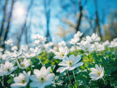 A field of white flowers with green leaves