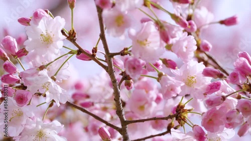大阪造幣局の桜