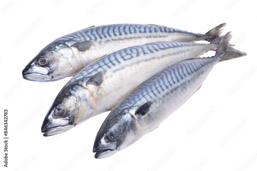 Fresh fish mackerel on a white background isolated Fresh fish mackerel on a white background isolated