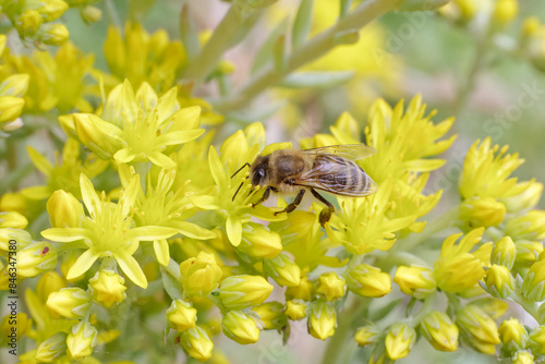 Sedum acre Aureum with a bee in the garden.