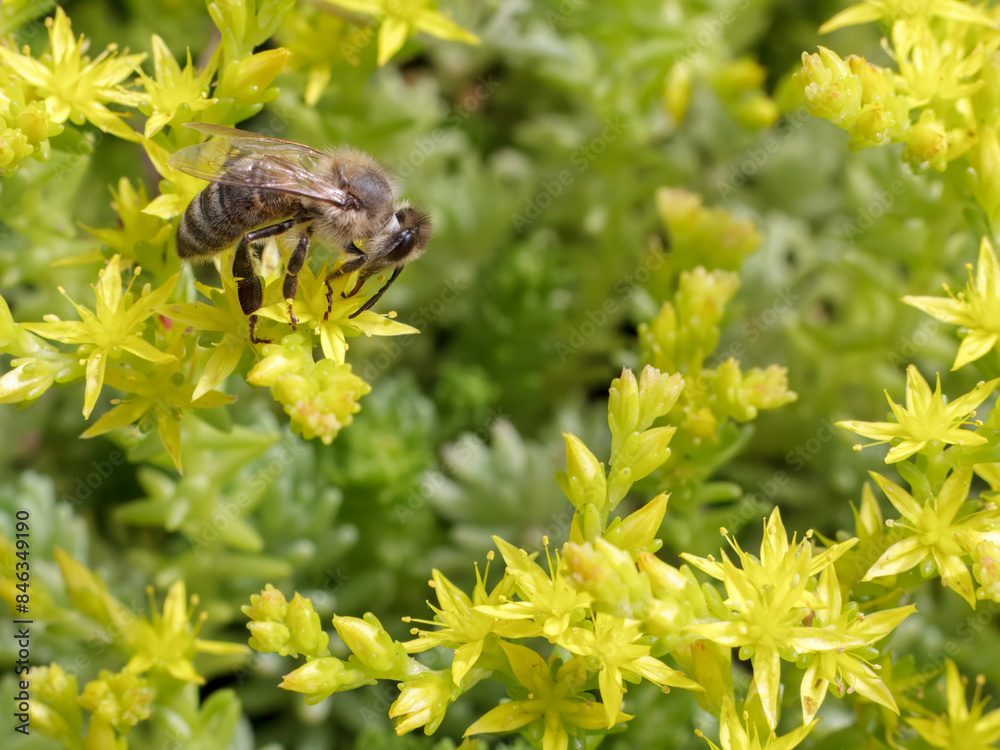 Sedum acre Aureum with a bee in the garden. Sedum acre Aureum with a bee in the garden.