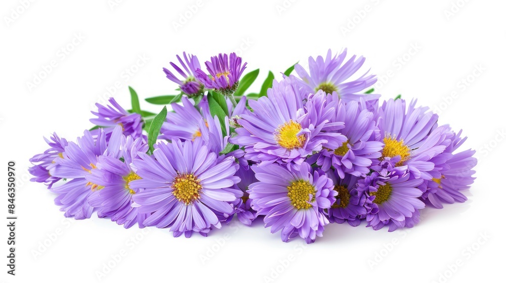 Aster isolated white background