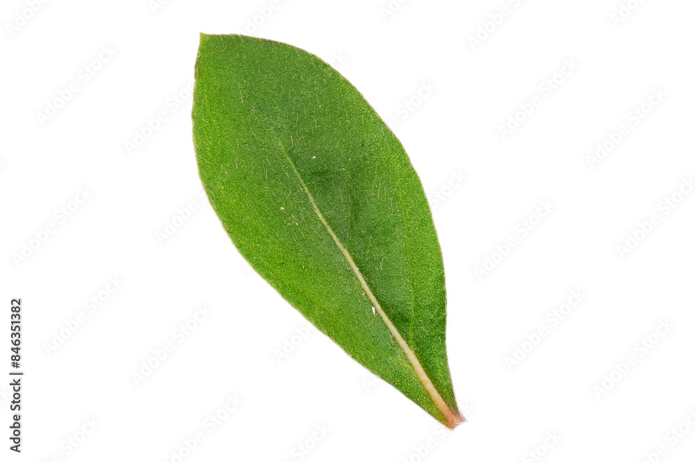 Fototapeta premium Green nature leaves isolated transparent