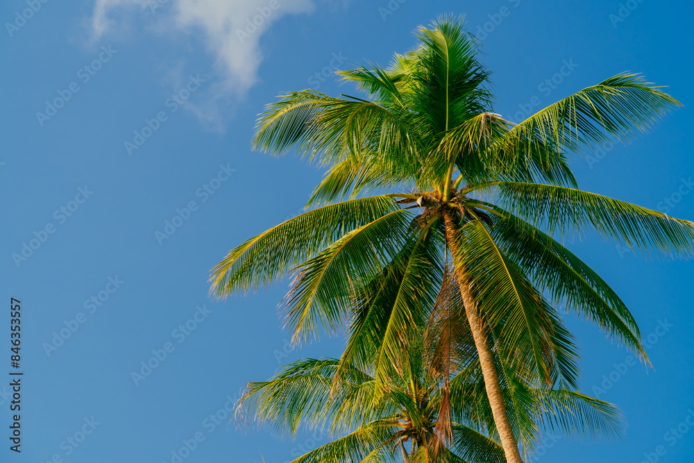 Palm trees against blue sky. Beautiful natural tropical background.
Palm trees against blue sky. Beautiful natural tropical background.