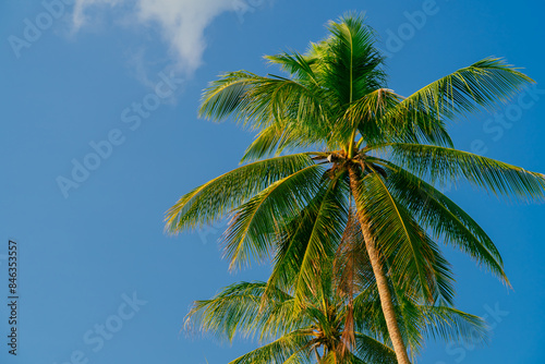 Wallpaper Mural Palm trees against blue sky. Beautiful natural tropical background. 
 Torontodigital.ca