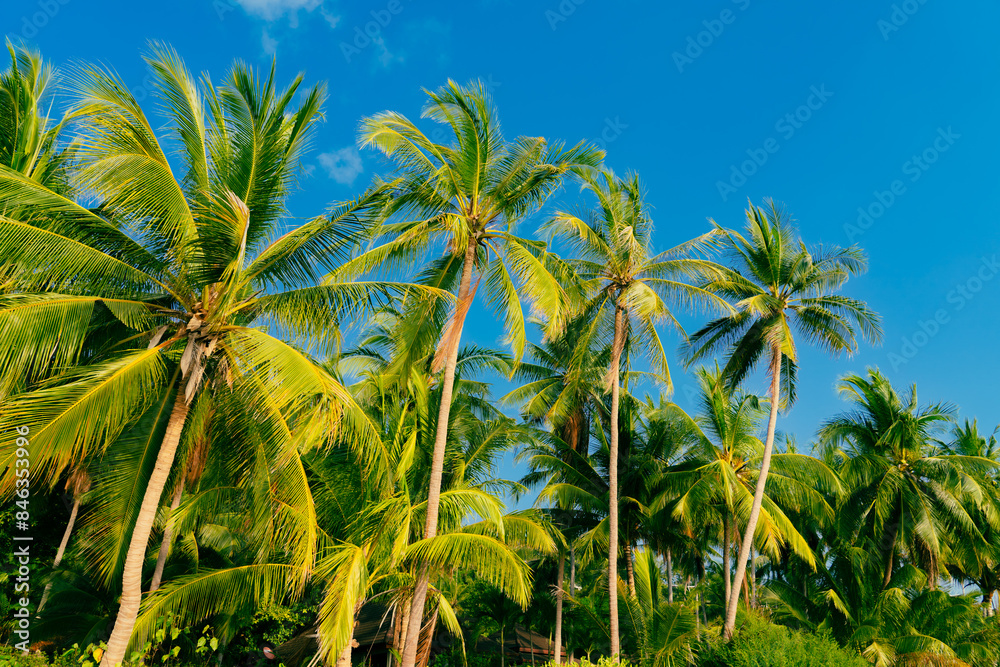 Palm trees against blue sky. Beautiful natural tropical background.
Palm trees against blue sky. Beautiful natural tropical background.