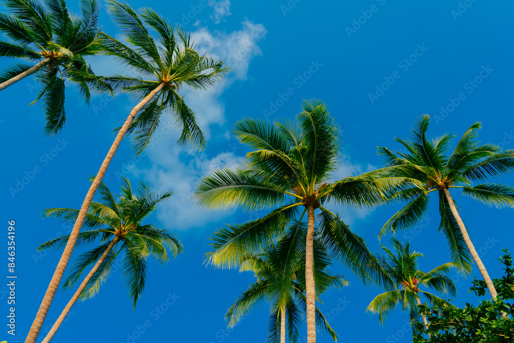 Palm trees against blue sky. Beautiful natural tropical background.
Palm trees against blue sky. Beautiful natural tropical background.