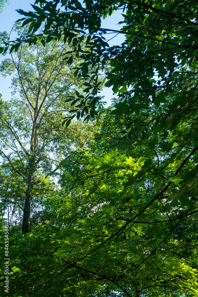 Fototapeta premium Green forest in the morning