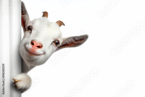 Wallpaper Mural Funny real goat peeks out from around the corner Isolated on white background Torontodigital.ca