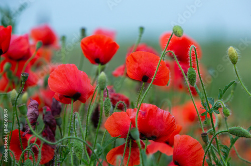 Beautiful field of red poppies in the sunset light. Close up of red poppy flower in a field. Flowers background. Beautiful nature. Landscape. Romantic.
